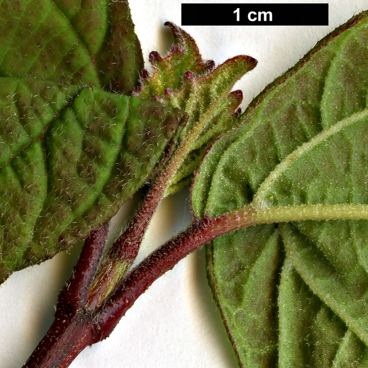 High resolution image: Family: Adoxaceae - Genus: Viburnum - Taxon: 'Oneida' (V.betulifolium × V.dilatatum)
